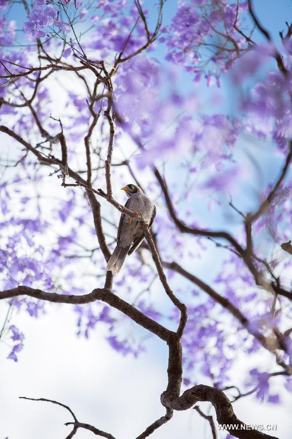 Purple flowers of Jacaranda blossom in Adelaide, Australia, Nov. 21, 2014.