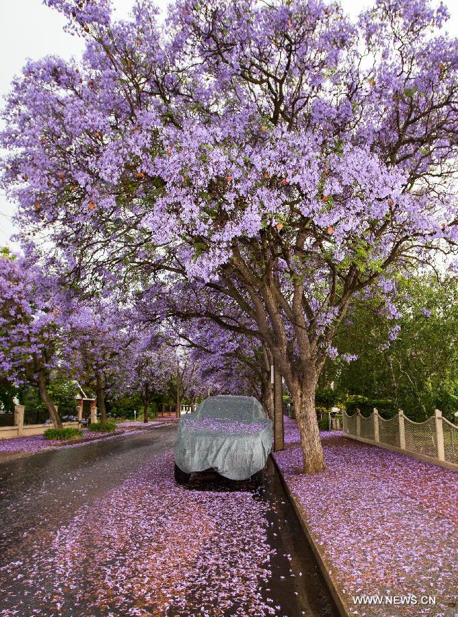 Streets are covered with Jacaranda flowers in Adelaide, Australia, Nov. 22, 2014.