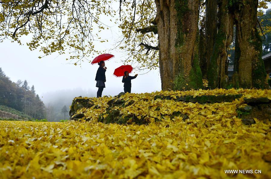 The old gingko tree, which is more than 1,500 years old, is over 30 meters high with a perimeter of 18 meters.