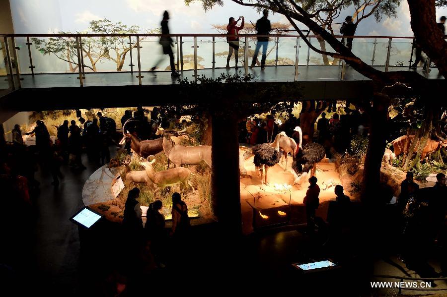 Visitors watch wild animal specimens donated by American philanthropist Kenneth E Behring at Shandong Museum in Ji'nan, capital of east China's Shandong Province, Nov. 25, 2014.