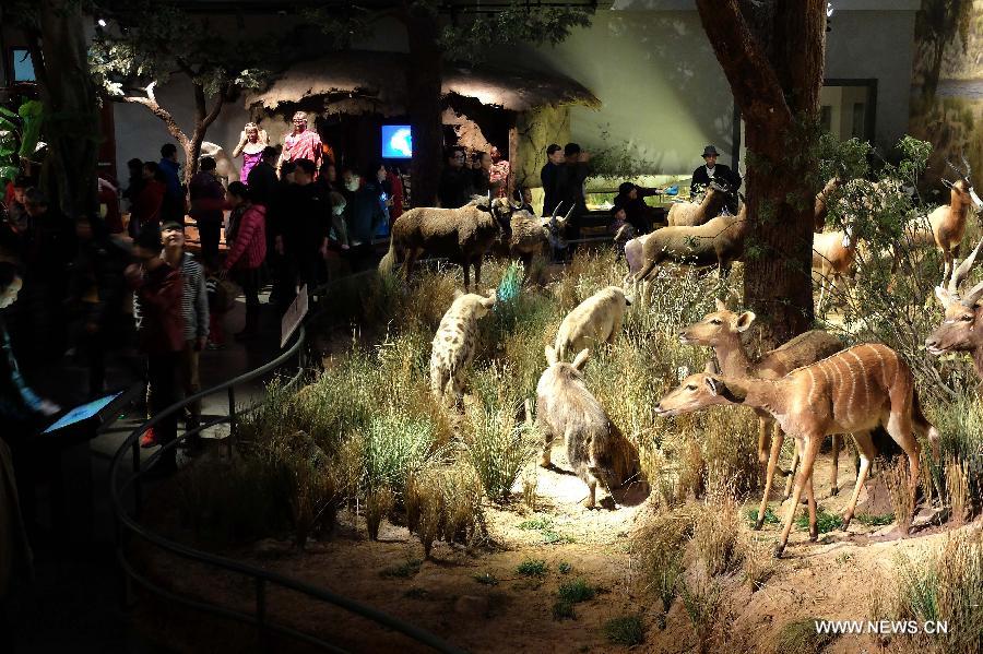 Visitors watch wild animal specimens donated by American philanthropist Kenneth E Behring at Shandong Museum in Ji'nan, capital of east China's Shandong Province, Nov. 25, 2014.