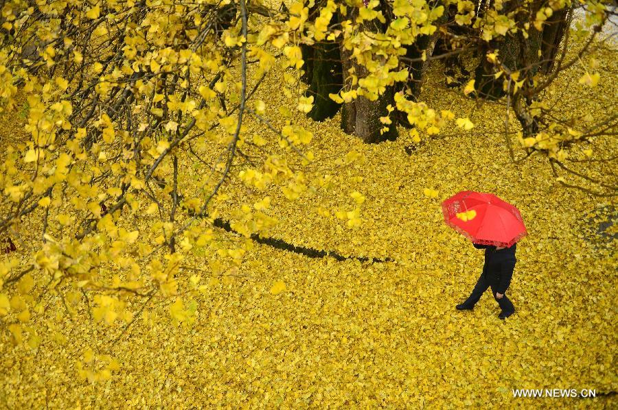 The old gingko tree, which is more than 1,500 years old, is over 30 meters high with a perimeter of 18 meters.