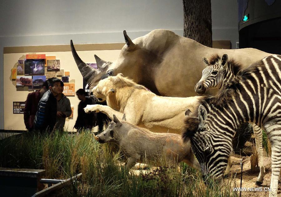 Visitors watch wild animal specimens donated by American philanthropist Kenneth E Behring at Shandong Museum in Ji'nan, capital of east China's Shandong Province, Nov. 25, 2014.