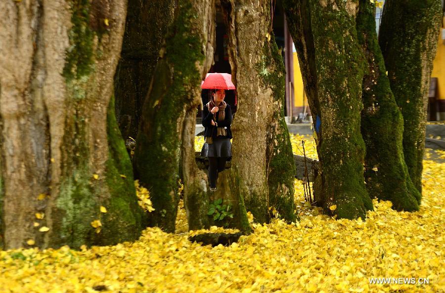 The old gingko tree, which is more than 1,500 years old, is over 30 meters high with a perimeter of 18 meters.