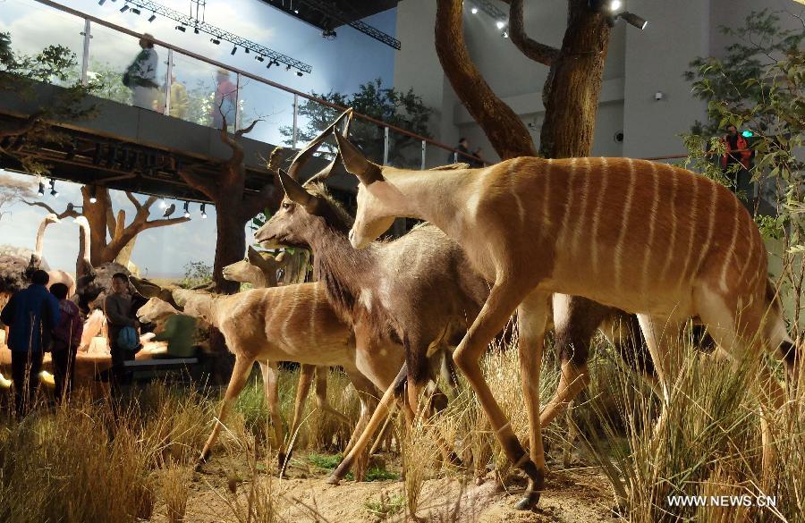 Visitors watch wild animal specimens donated by American philanthropist Kenneth E Behring at Shandong Museum in Ji'nan, capital of east China's Shandong Province, Nov. 25, 2014.