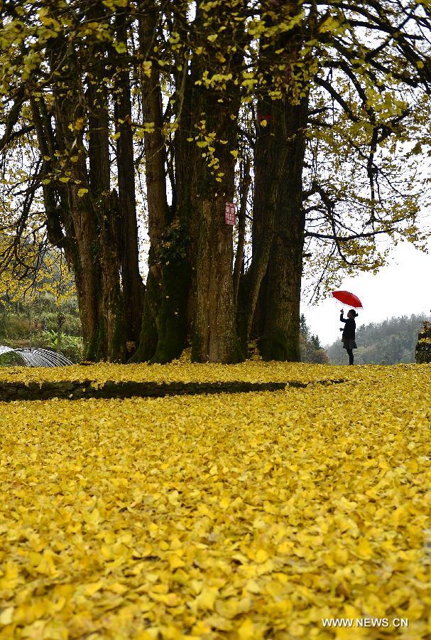 The old gingko tree, which is more than 1,500 years old, is over 30 meters high with a perimeter of 18 meters.