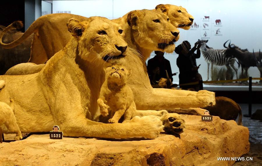 Visitors watch wild animal specimens donated by American philanthropist Kenneth E Behring at Shandong Museum in Ji'nan, capital of east China's Shandong Province, Nov. 25, 2014.