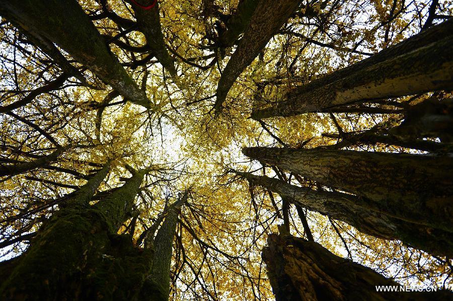 The old gingko tree, which is more than 1,500 years old, is over 30 meters high with a perimeter of 18 meters.