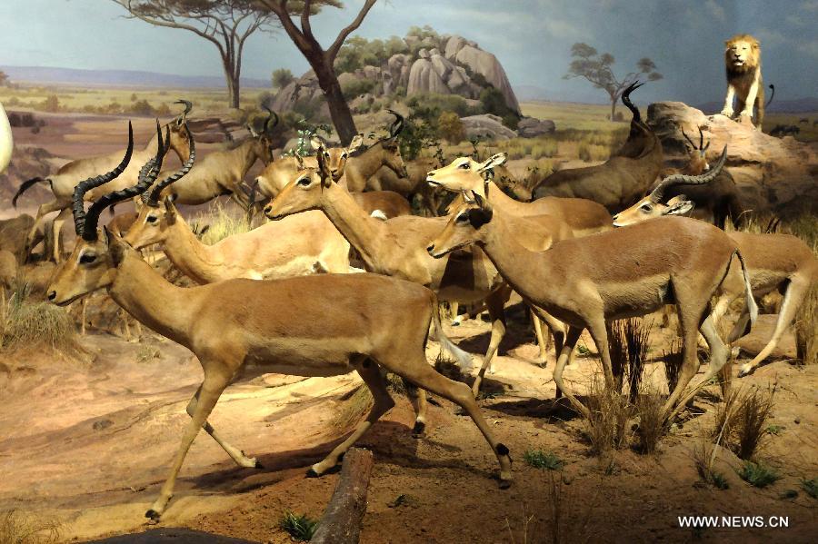 Visitors watch wild animal specimens donated by American philanthropist Kenneth E Behring at Shandong Museum in Ji'nan, capital of east China's Shandong Province, Nov. 25, 2014.