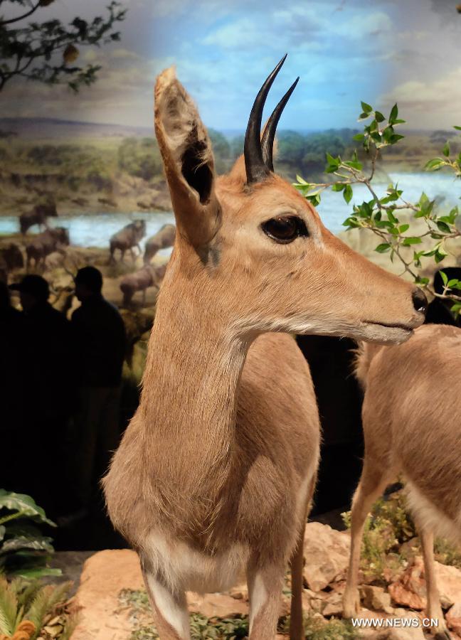 Visitors watch wild animal specimens donated by American philanthropist Kenneth E Behring at Shandong Museum in Ji'nan, capital of east China's Shandong Province, Nov. 25, 2014.