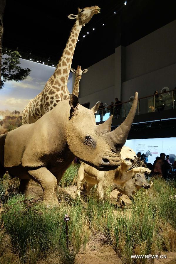 Visitors watch wild animal specimens donated by American philanthropist Kenneth E Behring at Shandong Museum in Ji'nan, capital of east China's Shandong Province, Nov. 25, 2014.