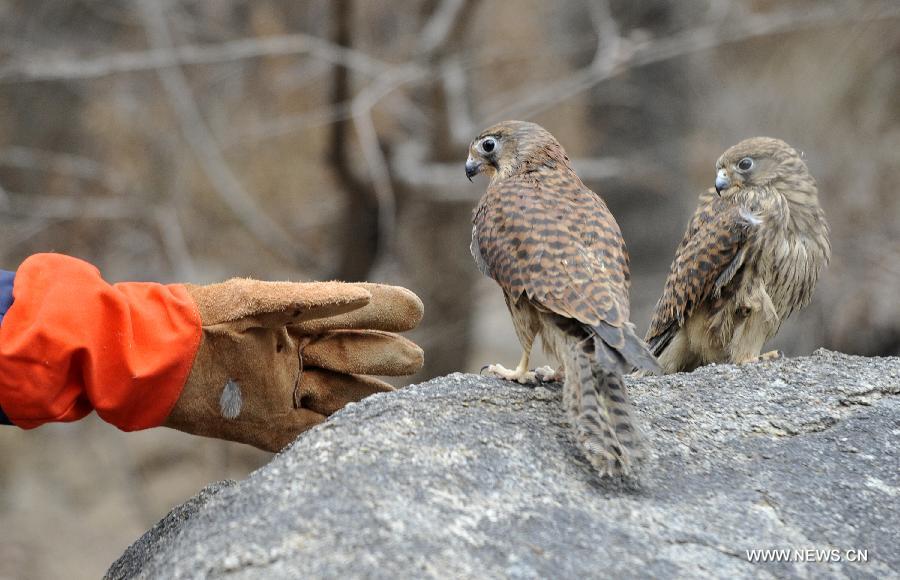 Local police of Ningxia recently uncovered a case of illegal purchasing, transporting and trafficking 24 rare animals, 17 of which are under China's second-class protection, including larks, hawks, and falcons.