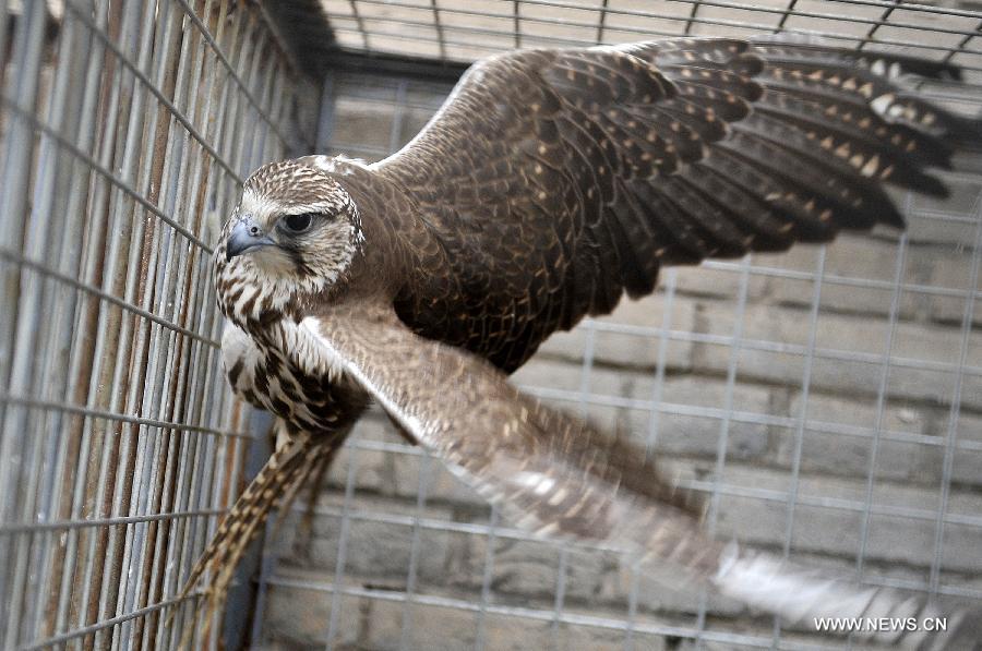 Local police of Ningxia recently uncovered a case of illegal purchasing, transporting and trafficking 24 rare animals, 17 of which are under China's second-class protection, including larks, hawks, and falcons.