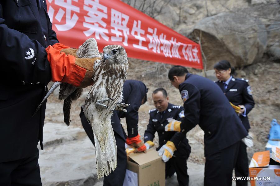 Local police of Ningxia recently uncovered a case of illegal purchasing, transporting and trafficking 24 rare animals, 17 of which are under China's second-class protection, including larks, hawks, and falcons.