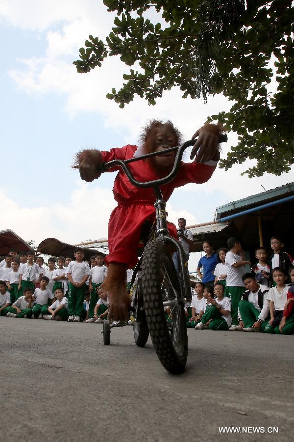 A five-year-old orangutan named 'Orange' who wears a Santa Claus costume rides a bicycle to entertain children inside a zoo in Pasay City, the Philippines, Nov. 26, 2014. 