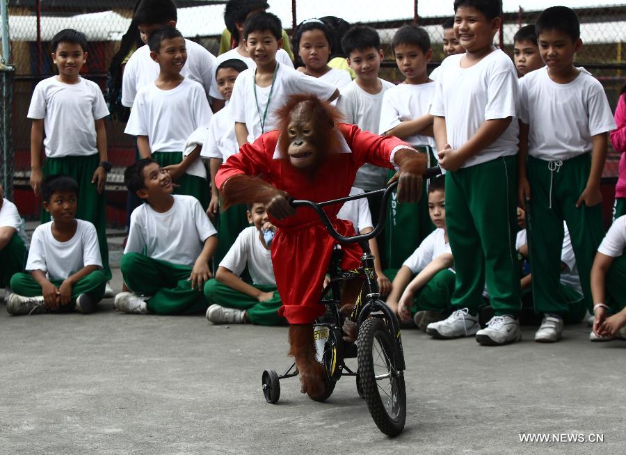 A five-year-old orangutan named 'Orange' who wears a Santa Claus costume rides a bicycle to entertain children inside a zoo in Pasay City, the Philippines, Nov. 26, 2014. 