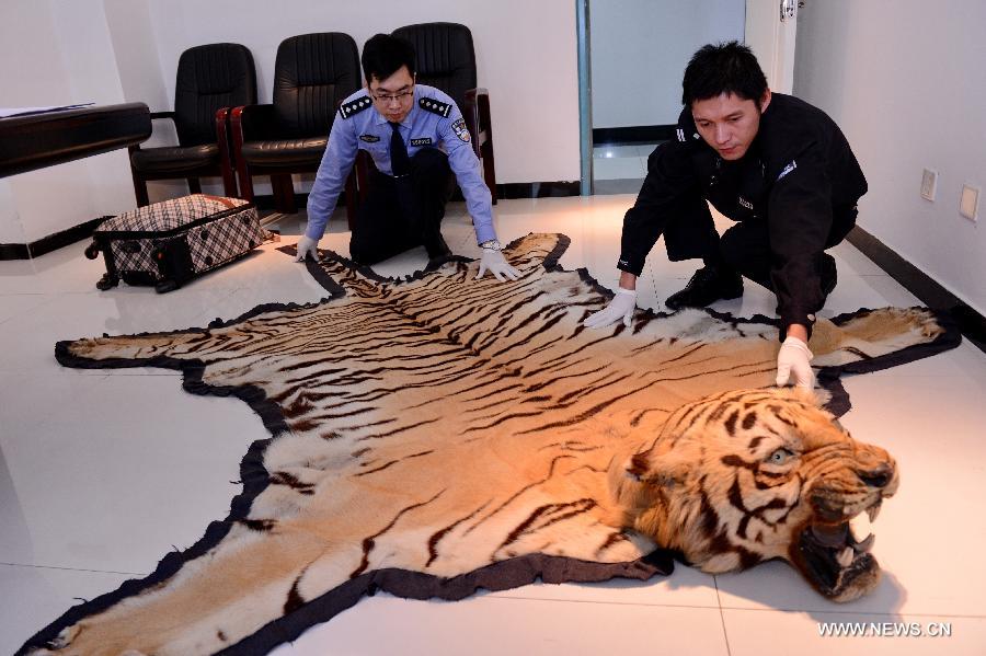 Police officers demonstrate a tiger skin seized from a group of wildlife smuggling suspects at the local customs of Fuzhou, capital of southeast China's Fujian Province, Nov. 27, 2014. 