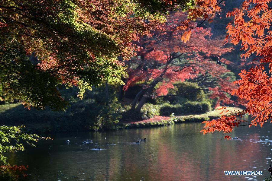 Ducks swim in the lake at a park in late autumn in Tokyo, Japan, Nov. 27, 2014.