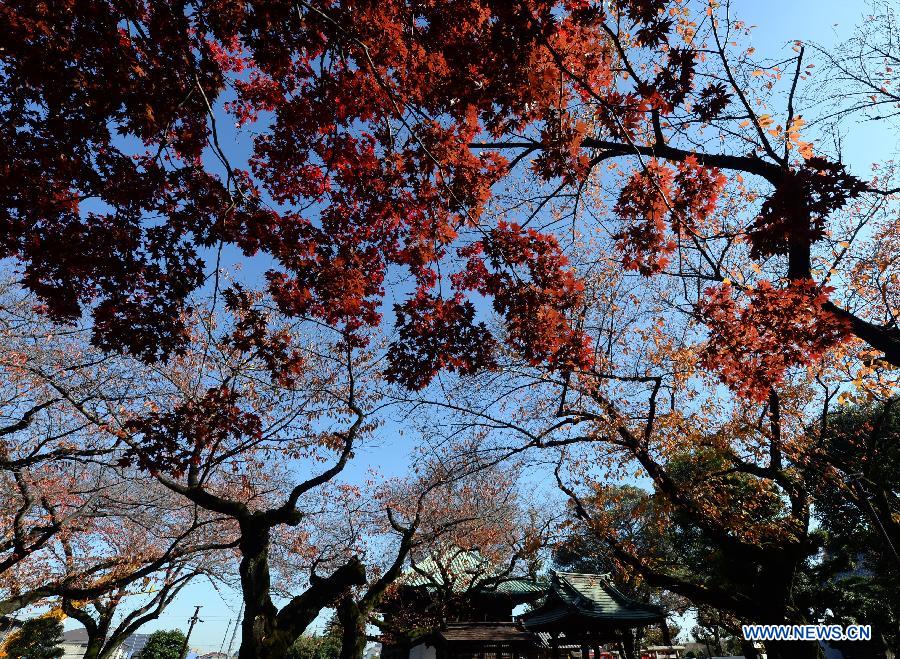 The photo taken on Nov. 27, 2014 shows red leaves in late autumn at a park in Tokyo, Japan. 