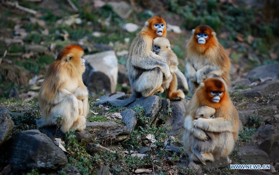 CHINA-SHAANXI-GOLDEN MONKEY (CN) 