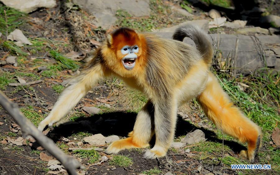 CHINA-SHAANXI-GOLDEN MONKEY (CN) 