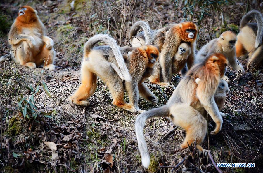 golden monkey,golden fish wild golden monkeys seen at qinling mountains nw