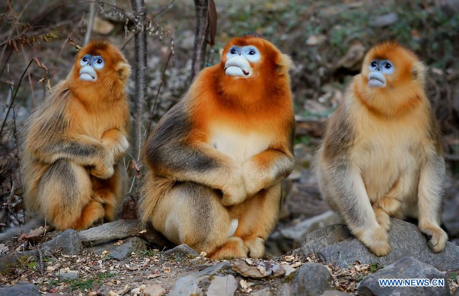 CHINA-SHAANXI-GOLDEN MONKEY (CN) 