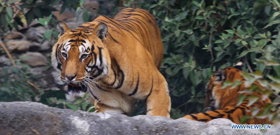 Photo taken on Dec. 8, 2014 shows a tiger roaming in the cage at Central Zoo in Kathmandu, Nepal.