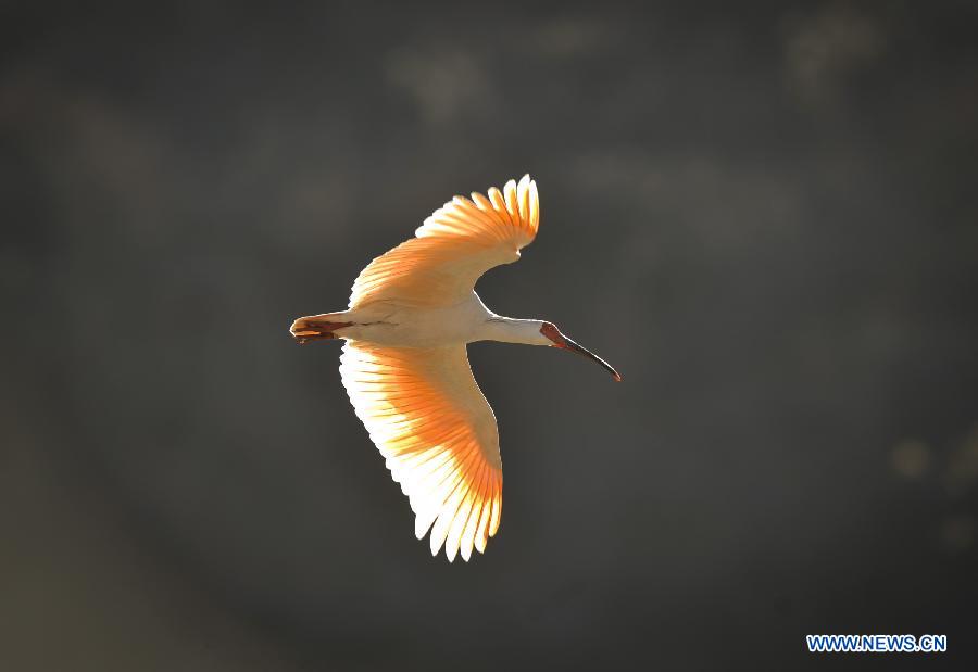 The number of crested ibis in Shaanxi province has increased from 7 in 1981 to more than 2,000 by now. 