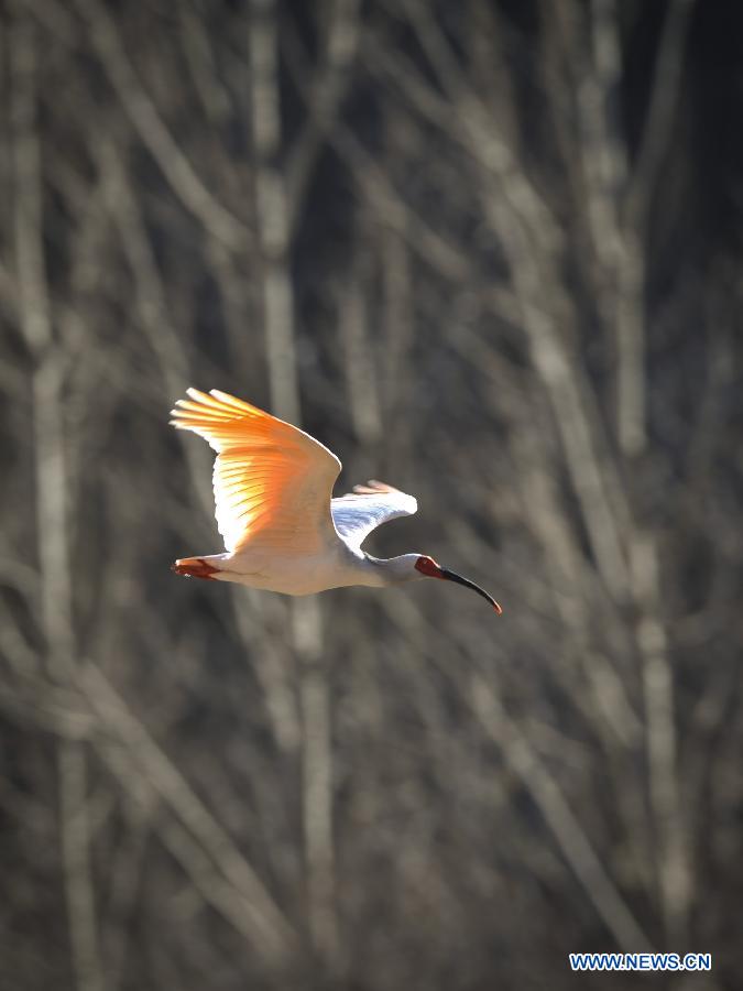 The number of crested ibis in Shaanxi province has increased from 7 in 1981 to more than 2,000 by now. 