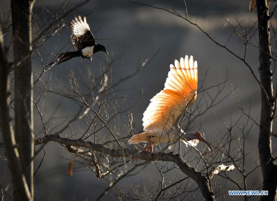 The number of crested ibis in Shaanxi province has increased from 7 in 1981 to more than 2,000 by now. 