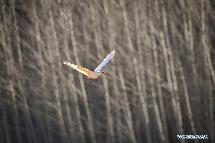 The number of crested ibis in Shaanxi province has increased from 7 in 1981 to more than 2,000 by now. 