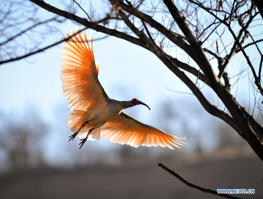 The number of crested ibis in Shaanxi province has increased from 7 in 1981 to more than 2,000 by now. 