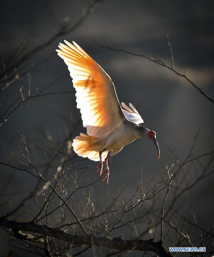 The number of crested ibis in Shaanxi province has increased from 7 in 1981 to more than 2,000 by now. 