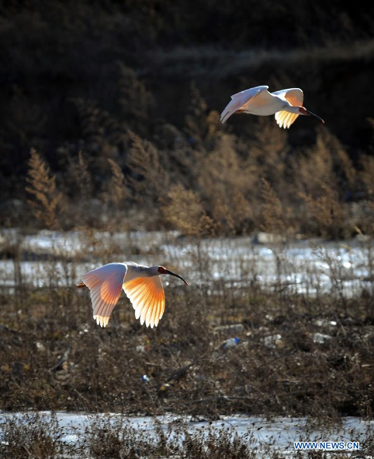 The number of crested ibis in Shaanxi province has increased from 7 in 1981 to more than 2,000 by now. 