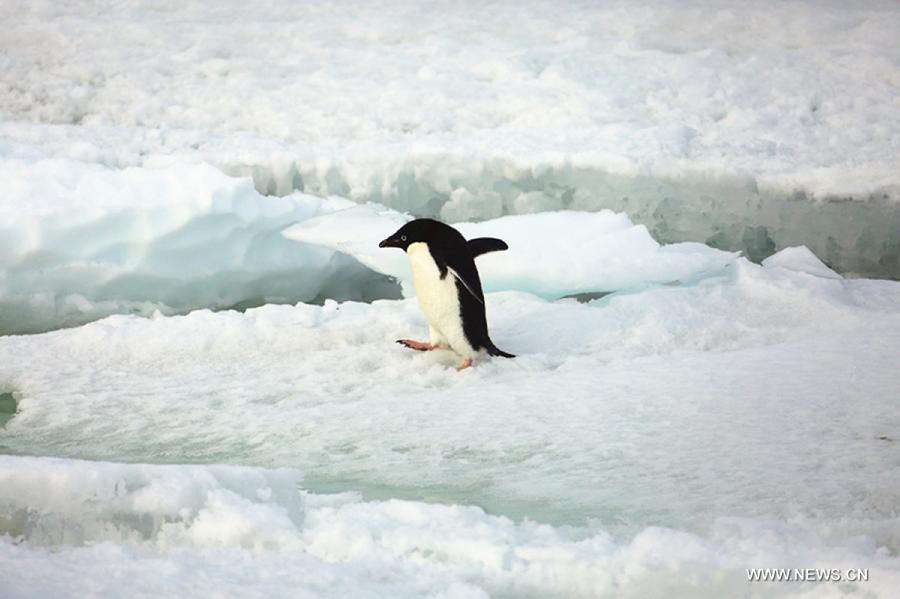 ANTARCTICA-CHINA-PENGUINS (CN)