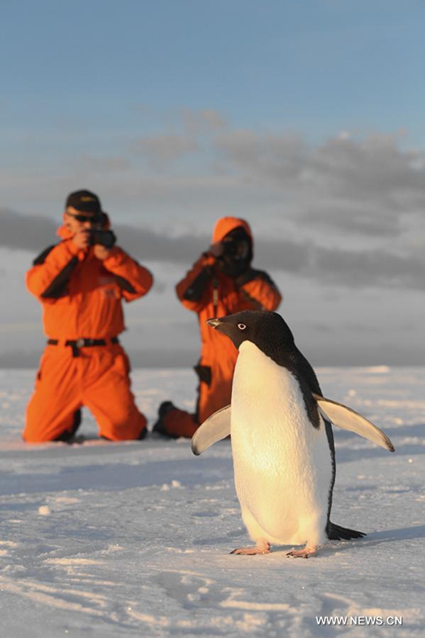 ANTARCTICA-CHINA-PENGUINS (CN)