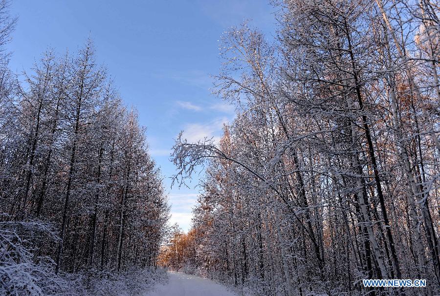 Photo taken on Dec. 29, 2014 shows the winter scenery of the Moridaga Forest Park in Dahinggan Mountain forest region in north China's Inner Mongolia Autonomous Region.