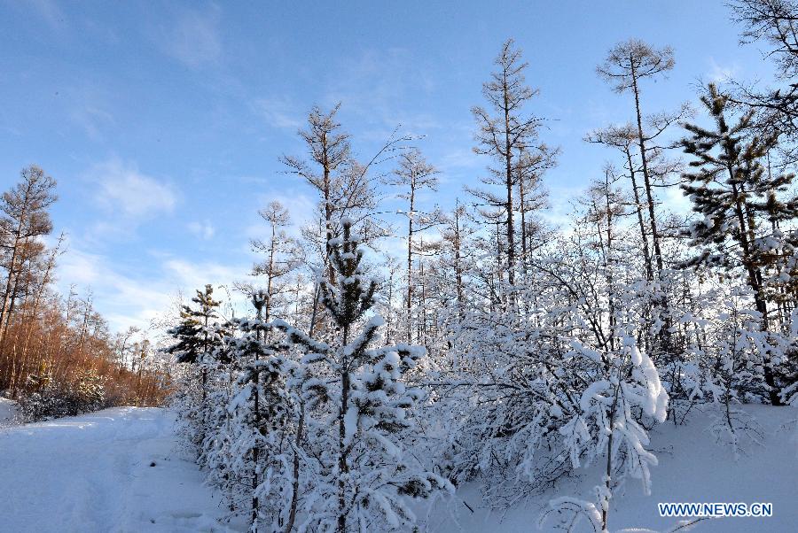 Photo taken on Dec. 29, 2014 shows the winter scenery of the Moridaga Forest Park in Dahinggan Mountain forest region in north China's Inner Mongolia Autonomous Region. 