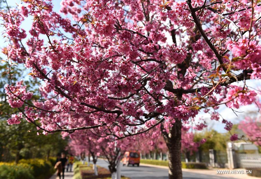 Photo taken Jan. 6, 2015 shows the scenery of winter cherry blossom on a road in Kunming, capital of southwest China's Yunnan Province. 