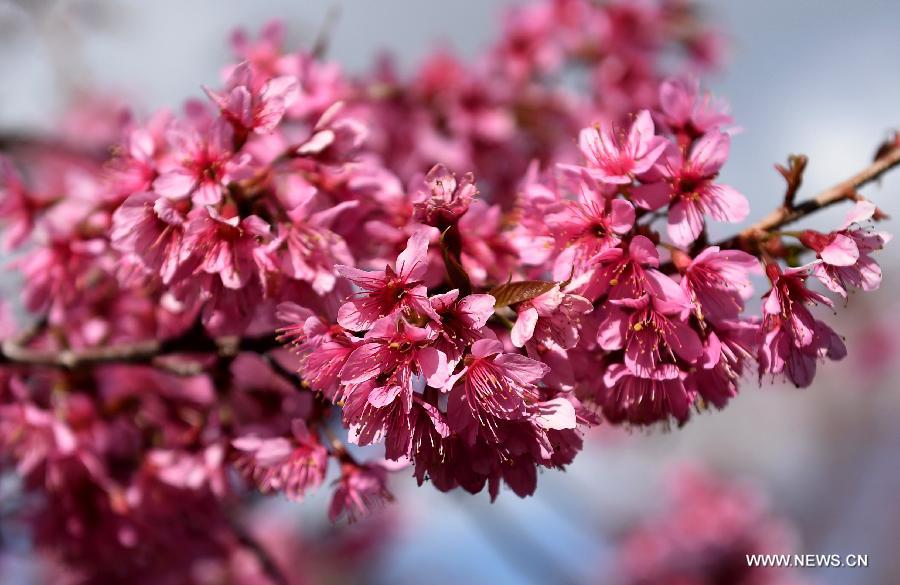 Photo taken Jan. 6, 2015 shows the scenery of winter cherry blossom on a road in Kunming, capital of southwest China's Yunnan Province. 