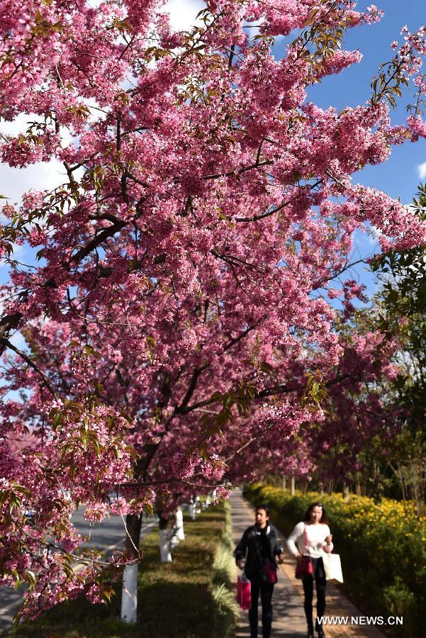 Photo taken Jan. 6, 2015 shows the scenery of winter cherry blossom on a road in Kunming, capital of southwest China's Yunnan Province. 