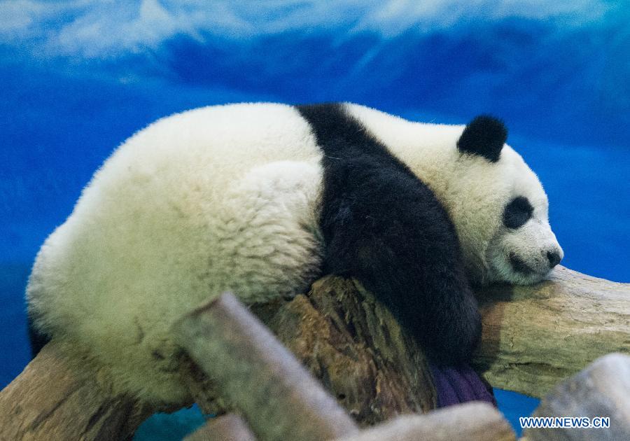 CHINA-TAIPEI-PANDA-YUANZAI-WEANING (CN)
