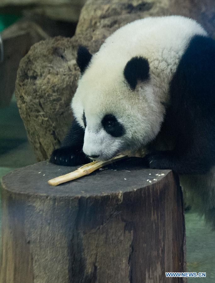 CHINA-TAIPEI-PANDA-YUANZAI-WEANING (CN)