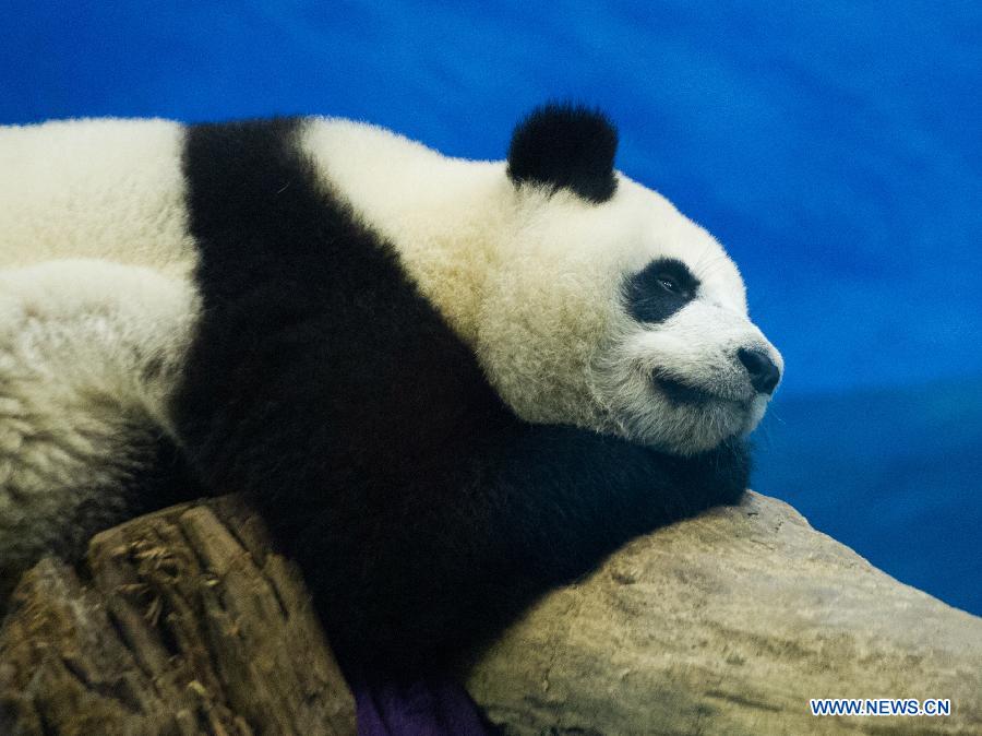 CHINA-TAIPEI-PANDA-YUANZAI-WEANING (CN)