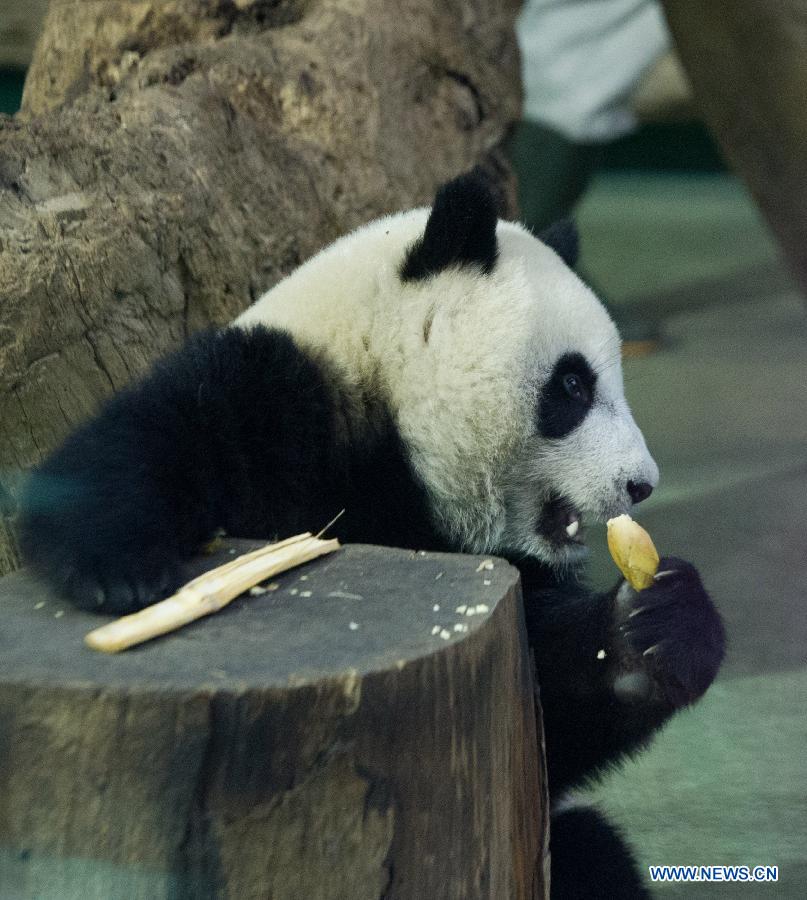CHINA-TAIPEI-PANDA-YUANZAI-WEANING (CN)