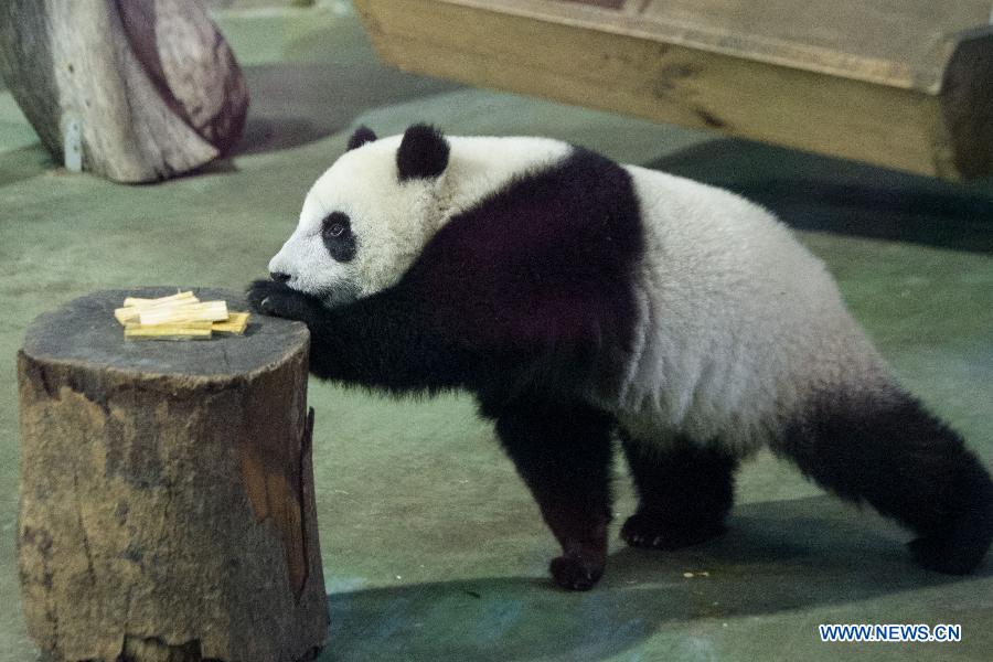 CHINA-TAIPEI-PANDA-YUANZAI-WEANING (CN)