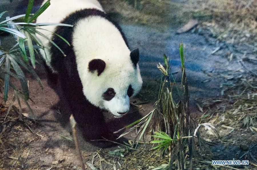 CHINA-TAIPEI-PANDA-YUANZAI-WEANING (CN)