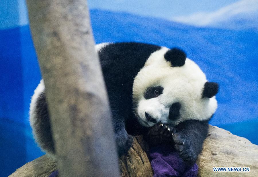 CHINA-TAIPEI-PANDA-YUANZAI-WEANING (CN)