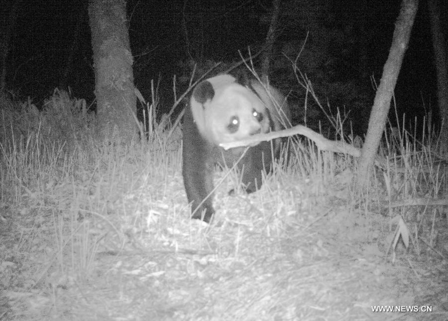 Photo taken on Nov. 17, 2014 shows a wild giant panda at night in the Pingheliang Nature Reserve located in Ningshan County, northwest China's Shanxi Province. A total of 86 photos and 24 videos of wild giant pandas wandering in daytime and night were captured in the reserve and issued on Jan. 8, 2015, according to the administration office of the nature reserve. (Xinhua) 